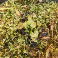 Dionaea muscipula "Spiderman"