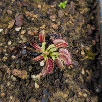 Dionaea muscipula "Tiger Fangs"