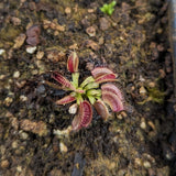 Dionaea muscipula "Tiger Fangs"