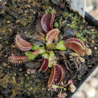 Dionaea muscipula "Tiger Fangs"
