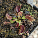 Dionaea muscipula "Tiger Fangs"