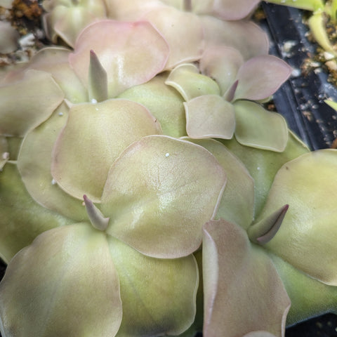 Pinguicula John Rizzi butterwort rosette with pale green leaves and pink edges