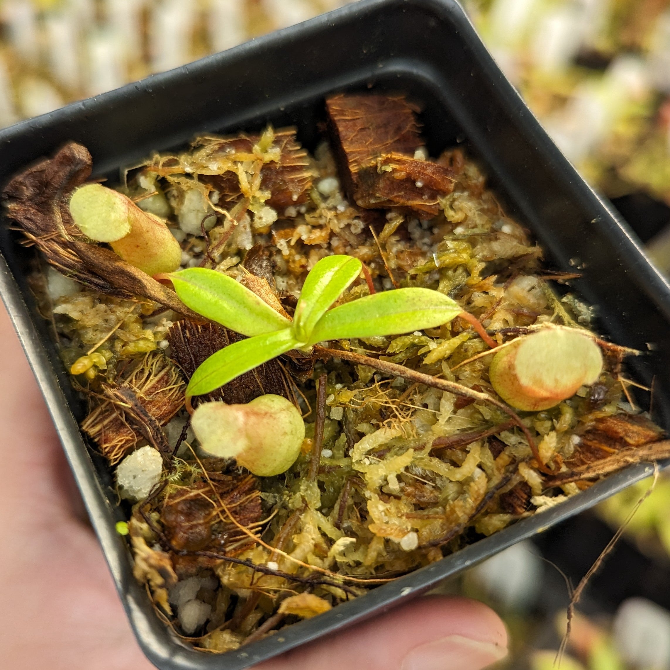Nepenthes ventricosa 在来 Nepenthes ventricosa BE 3772 – Bergen Water Gardens, Lotus