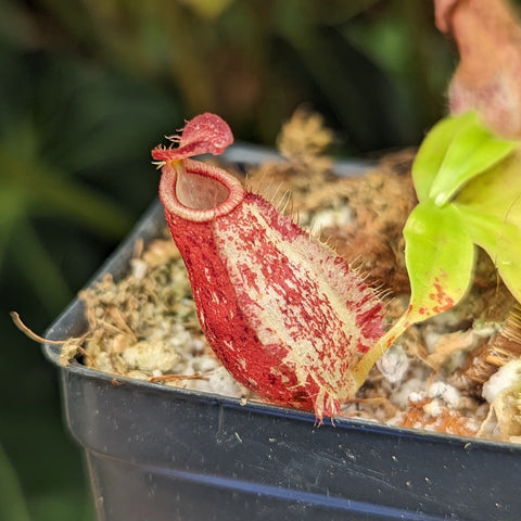 Nepenthes Syrinix pitcher with red outer surface and pale inner area in a small pot.
