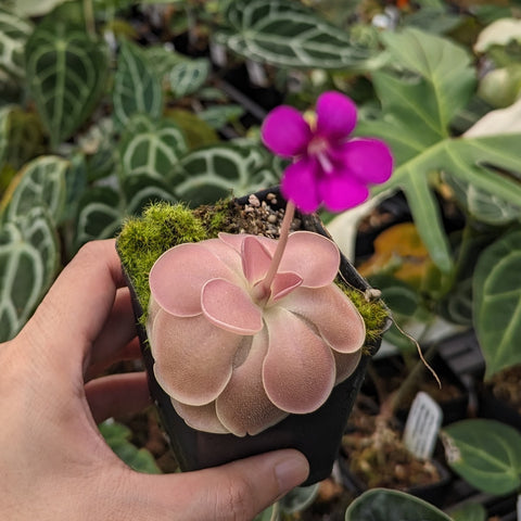 Pink Pinguicula Weser butterwort in a hand held pot with mossy soil