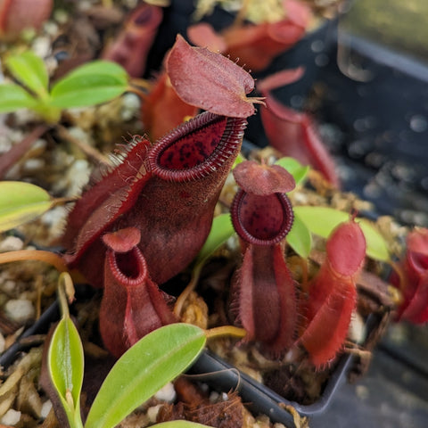 Nepenthes spathulata x diabolica BE-3983 red pitcher with a ribbed circular peristome in a small pot