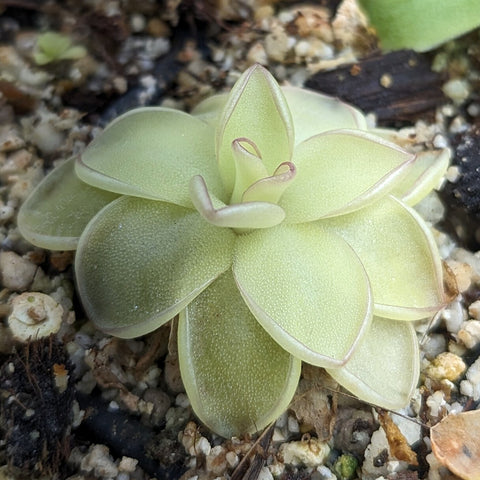 Pinguicula ibarrae butterwort rosette with pale green fleshy leaves and pink edged margins growing in gritty mix