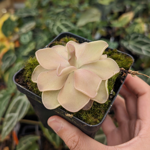 Pinguicula Pirouette butterwort in a black pot with moss and a pale pink rosette.