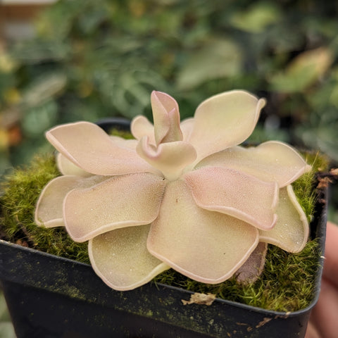 Pinguicula Pirouette butterwort rosette with pale pink leaves in a mossy pot