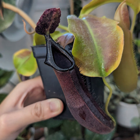 Nepenthes naga x truncata C cultivar shows a tall burgundy pitcher with green leaves in a small pot.