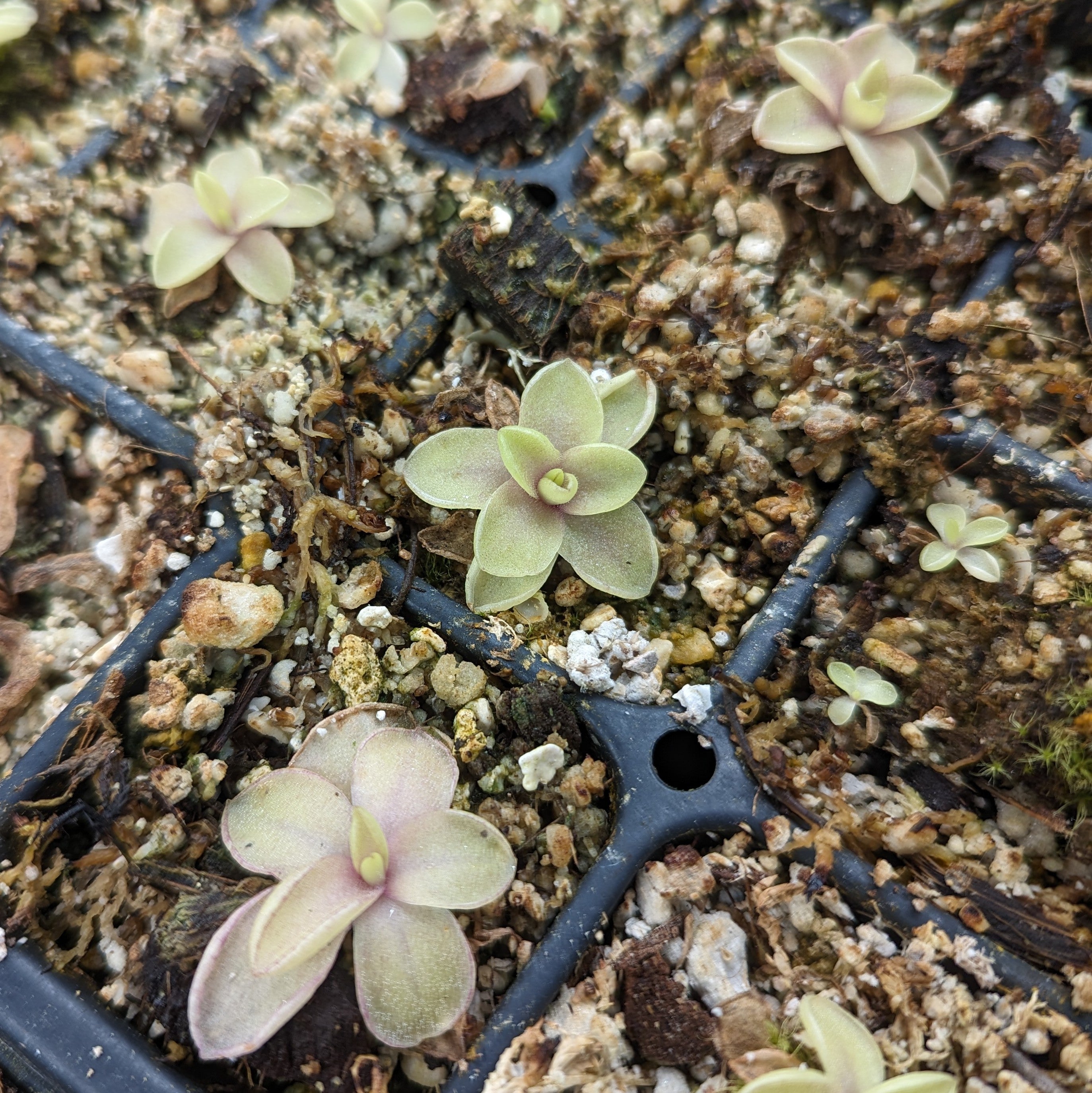 Pinguicula 'Razzberry Blonde' Butterwort – Carnivero