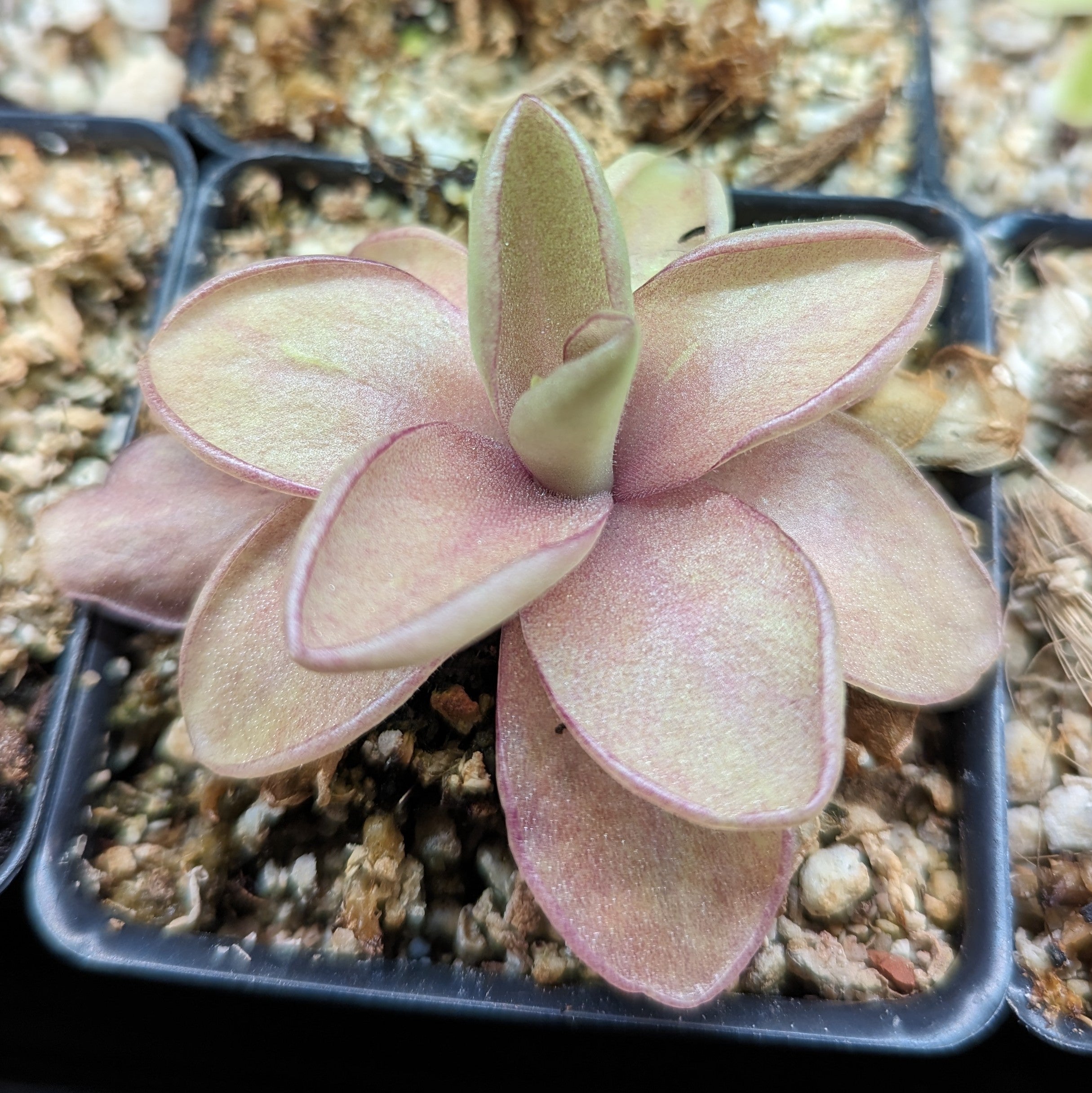 【食虫植物】(子株つき)Pinguicula 'Razzberry Blonde Pinguicula 'Razzberry Blonde' - Mexican Butterwort | Curious
