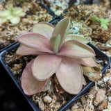 Pinguicula 'Razzberry Blonde' mexican butterwort, Butterwort, carnivorous plant, gnat eating plant, beginner plant, fungus gnat eating plant, easy to grow, ping, Mexican butterwort, ping plant