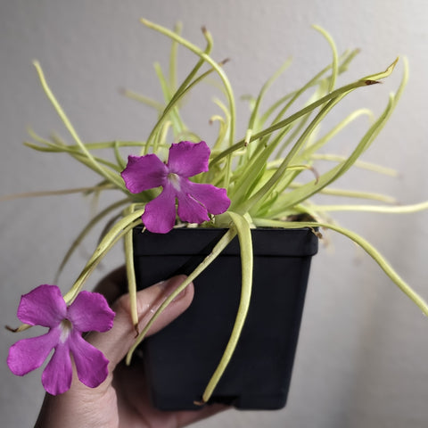 Pinguicula moctezumae butterwort in a black pot with a vivid pink flower and pale green trailing leaves