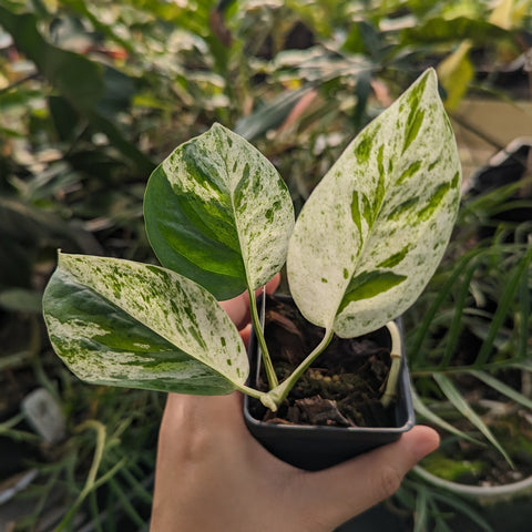 Epipremnum pinnatum marble pothos cutting with green and cream marbled leaves being held in hand.