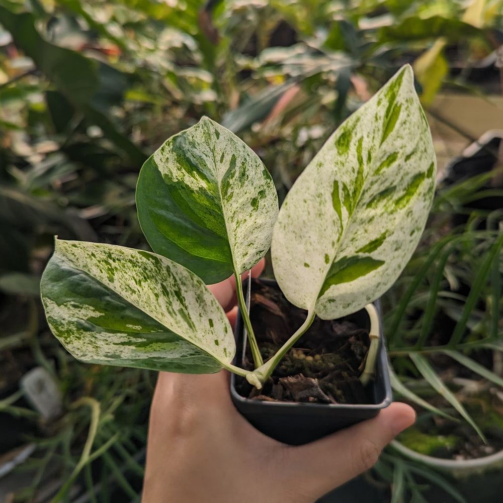 is epipremnum pinnatum a pothos Epipremnum pinnatum marble – Carnivero