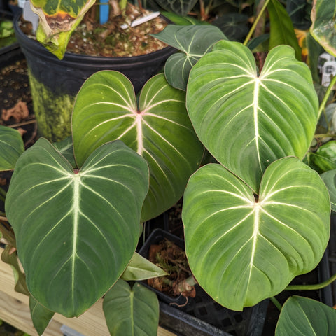 Philodendron gloriosum with large green heart shaped leaves and pale white veins