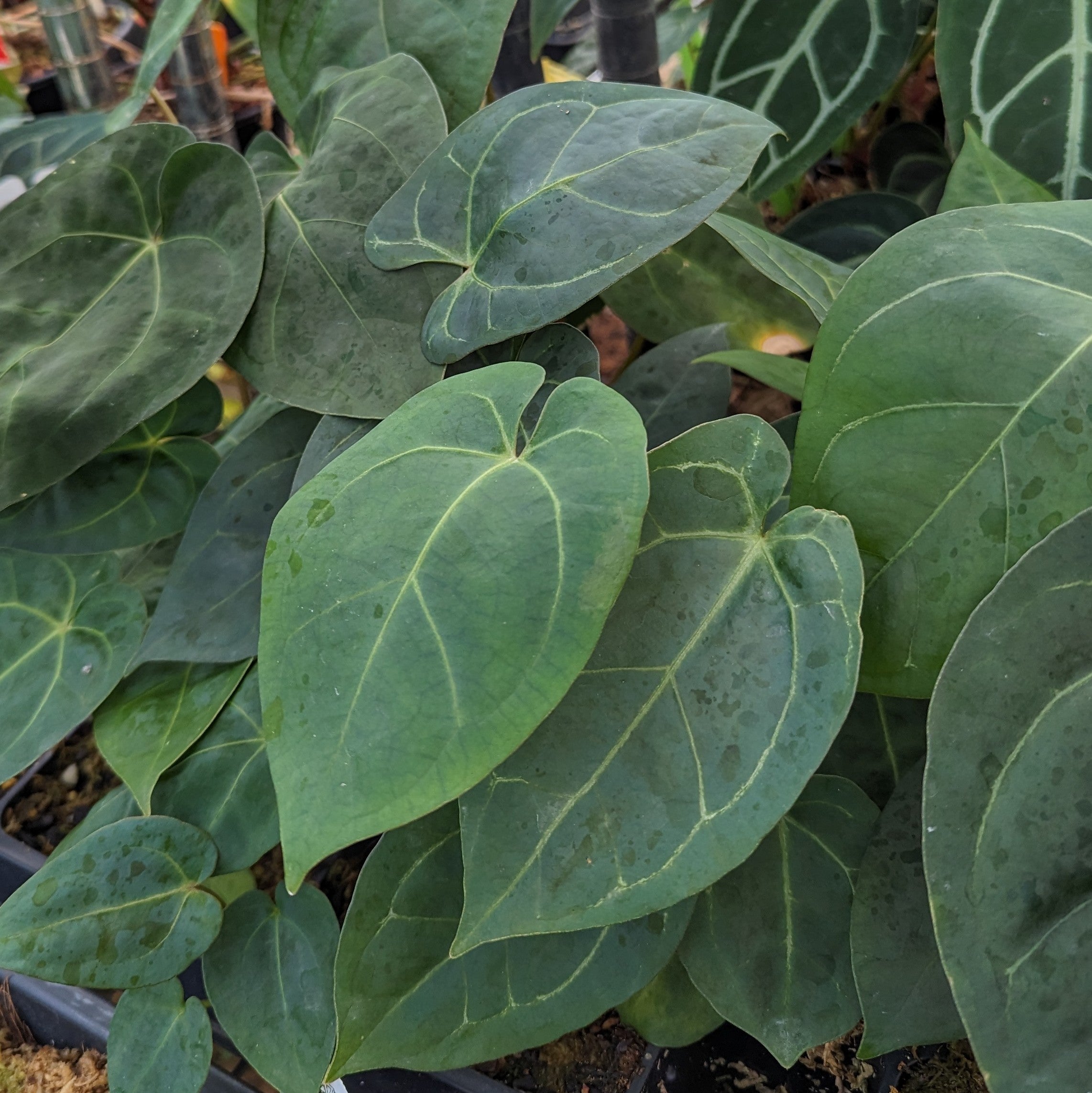 Anthurium Indo Hoffmannii X x {[regale x (crystallinum x