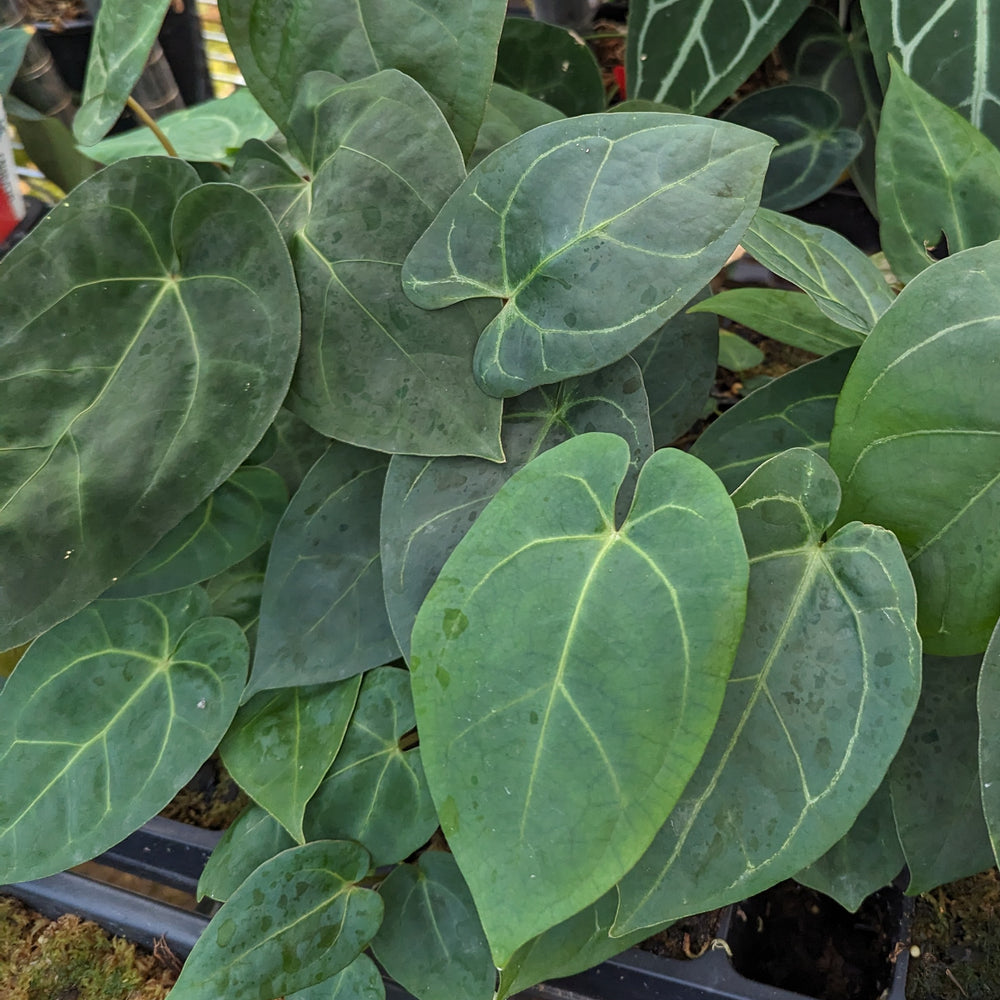 
                      
                        Anthurium Indo Hoffmannii X x {[regale x (crystallinum x magnificum)] x Ace of Spades}, CAR-0346
                      
                    