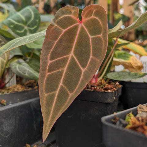 Anthurium leaf with vivid pink veins on a brown olive blade in a nursery pot.