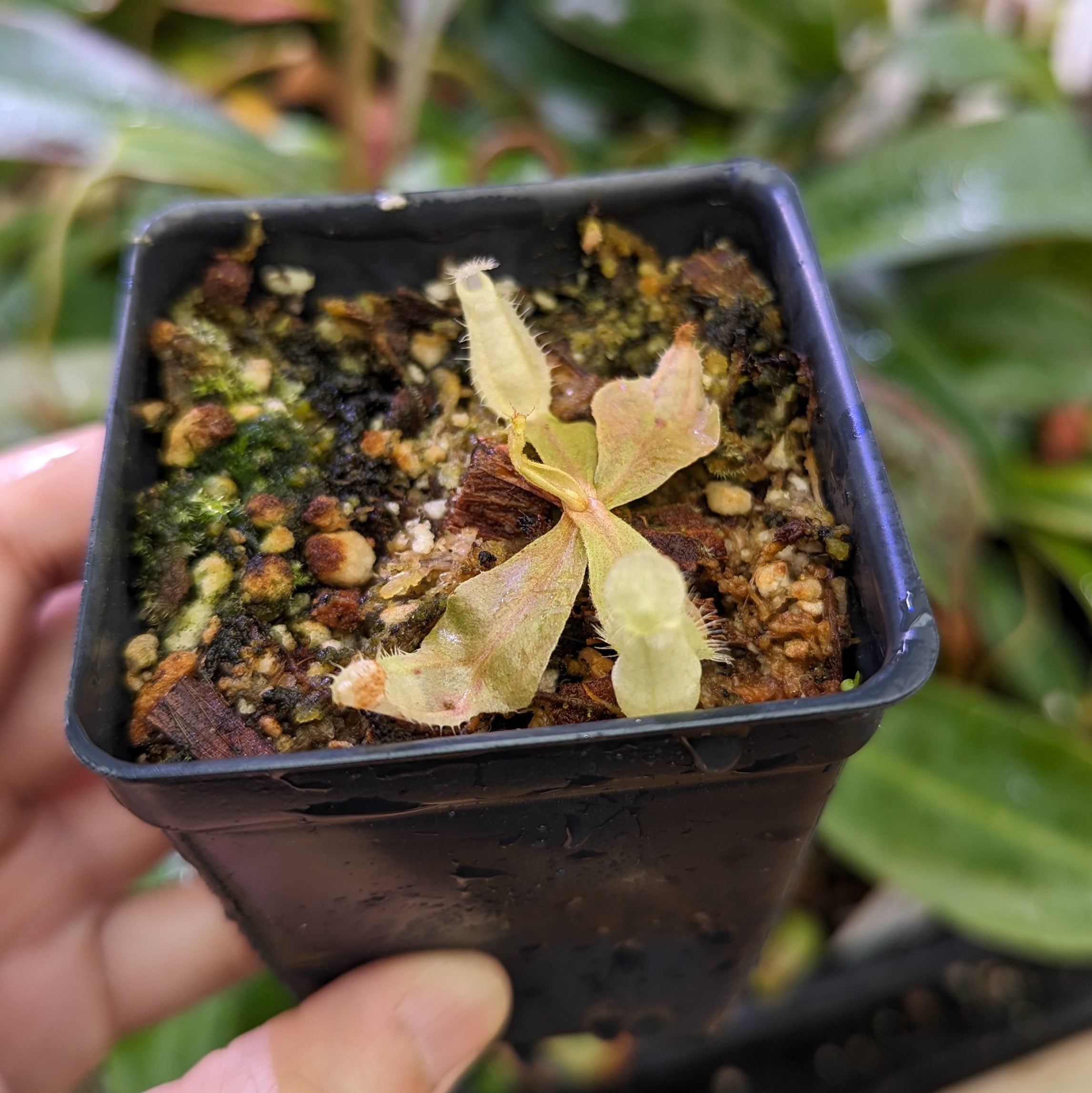 Nepenthes rafflesiana x ampullaria 'Black Miracle', CAR-0121