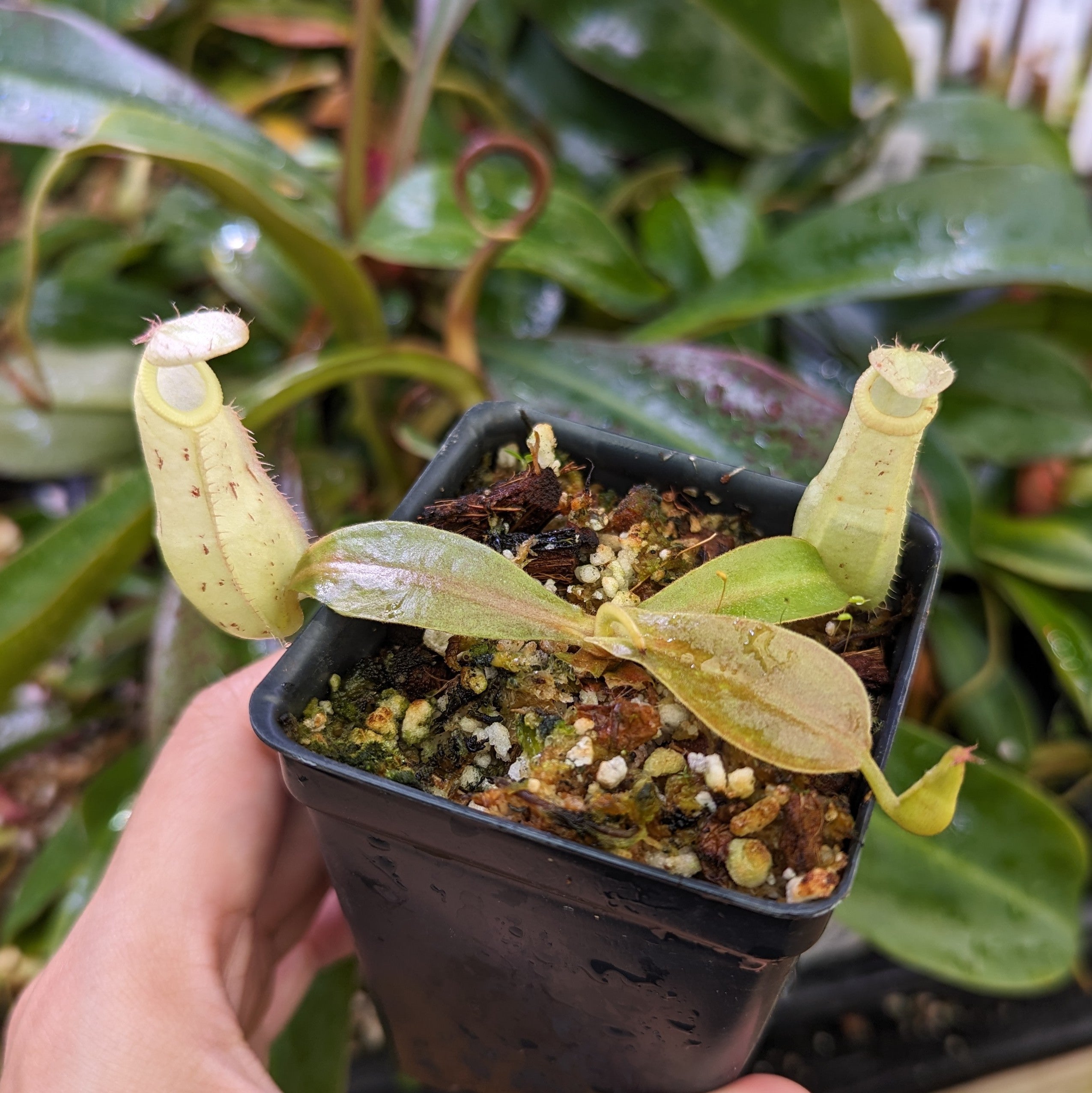 Nepenthes rafflesiana x ampullaria 'Black Miracle', CAR-0121
