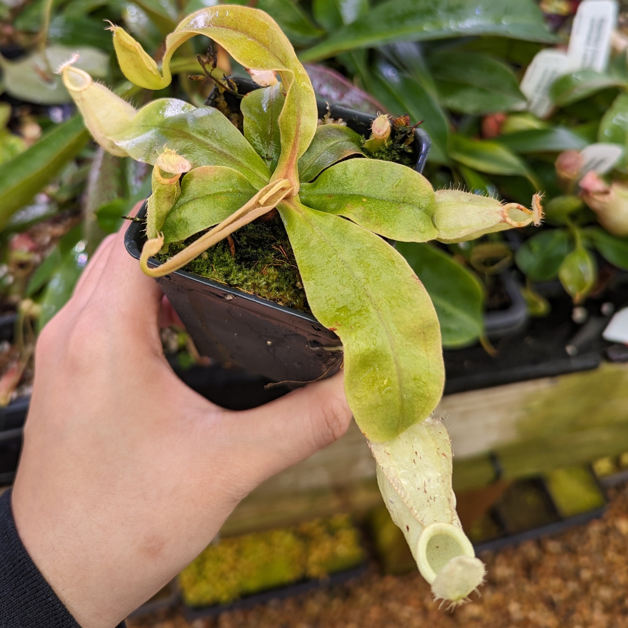 Nepenthes rafflesiana x ampullaria 'Black Miracle', CAR-0121