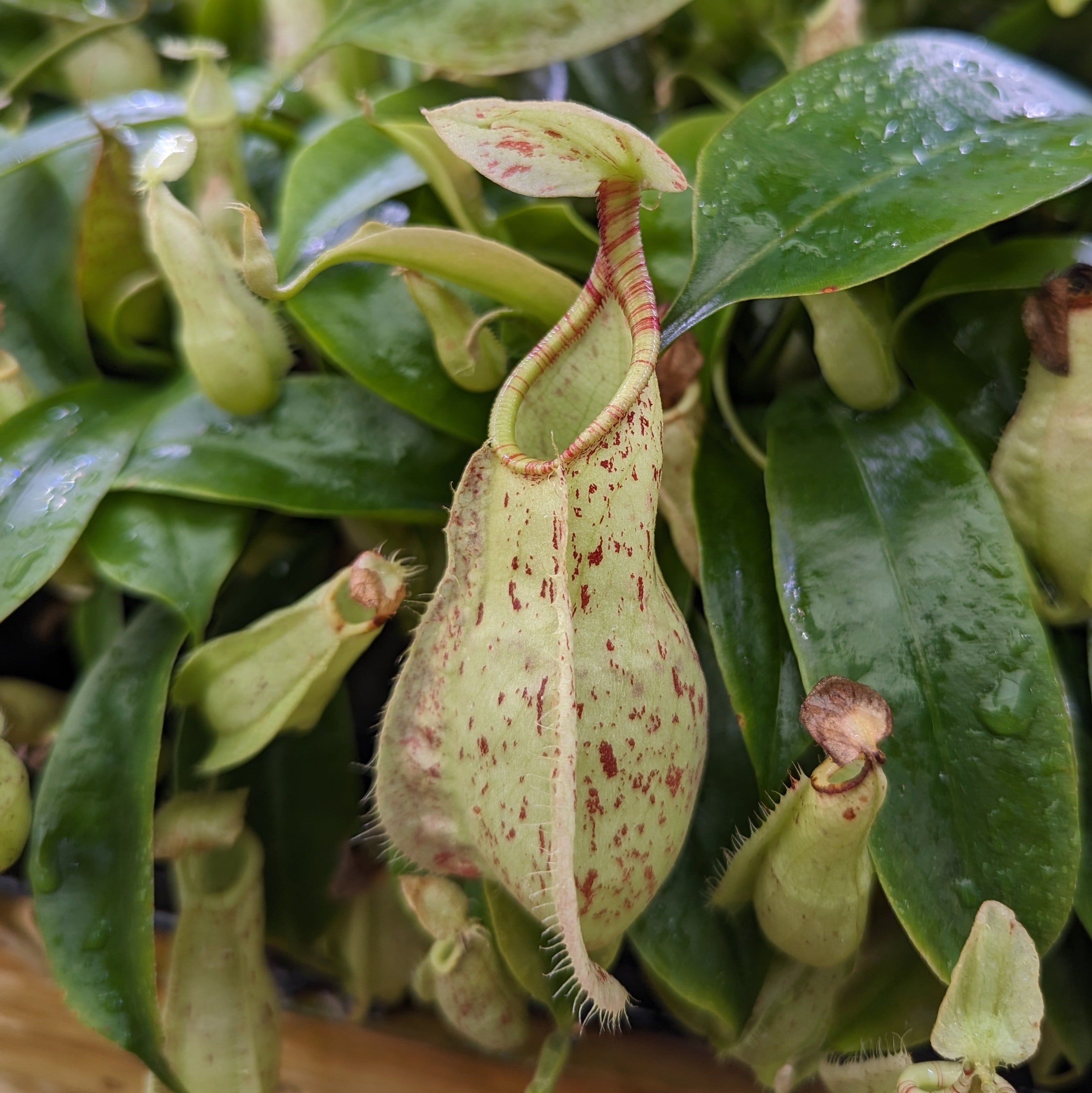 Nepenthes New York