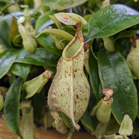 Nepenthes rafflesiana seed pod with pale green body and reddish speckles growing among glossy leaves.