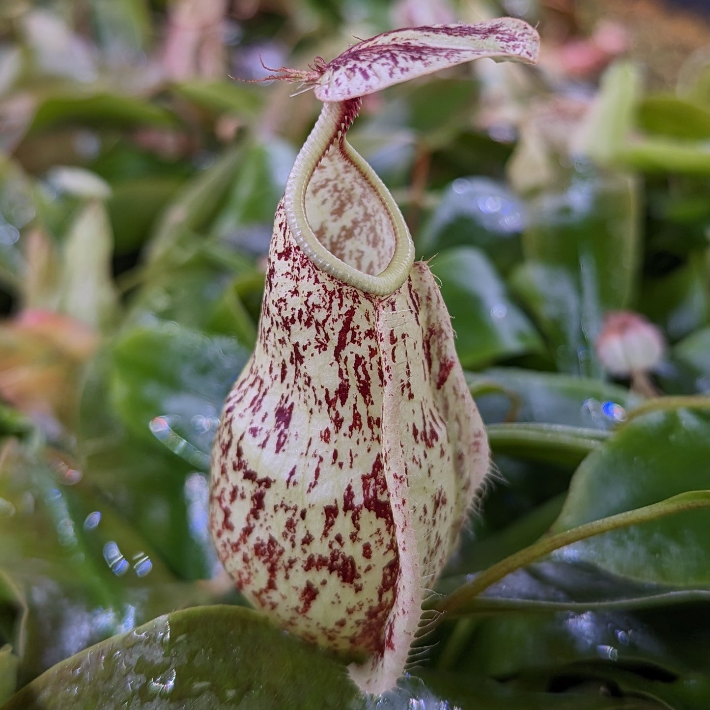 thick seed plant Nepenthes rafflesiana (JB x 'Thick Lip')-Seed Pod – Carnivero