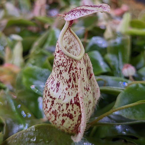 Nepenthes rafflesiana pitcher with cream body and maroon speckles, hanging among green leaves