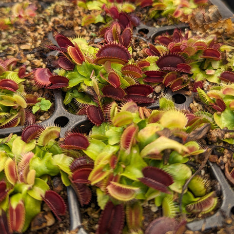 Vibrant Purple Ambush Venus flytraps with red traps and lime green leaves in a tray
