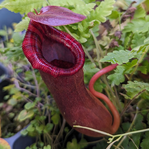 Nepenthes Briggsiana ventricosa x lowii pitcher plant with a tall burgundy pitcher among green foliage