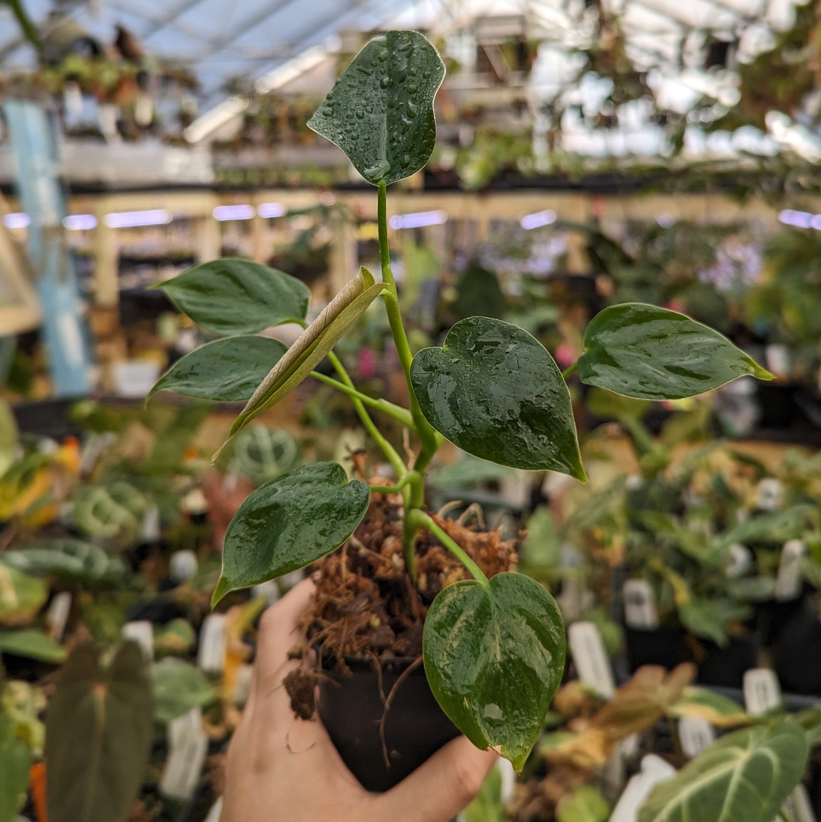 Philodendron alatiundulatum フィロデンドロン Philodendron alatiundulatum フィロデンドロン