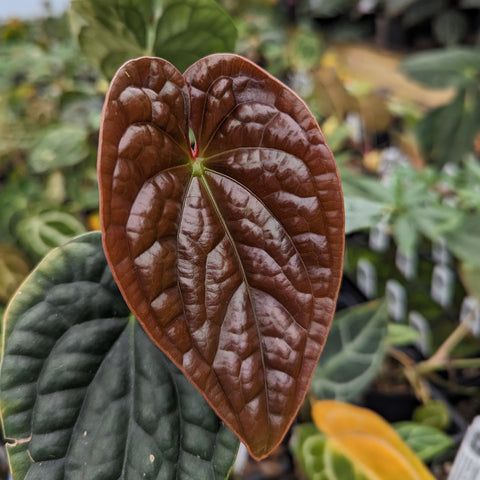 Glossy deep burgundy heart shaped leaf of Anthurium crystallinum Dark x luxurians CAR-0231.