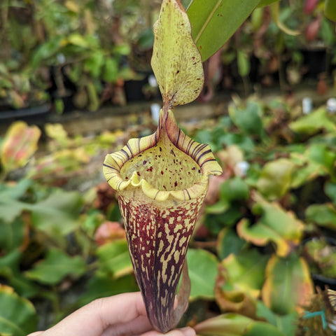 Nepenthes pitcher plant hybrid white form maxima campanulata x platychila with a pale green yellow pitcher, purple speckles and a striped yellow rim