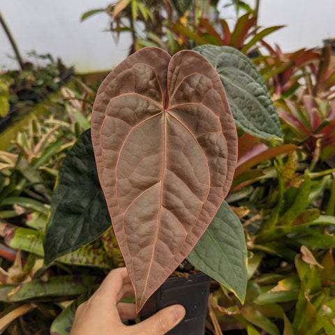 Anthurium forgetii Silver x luxurians cultivar with a large coppery bronze heart shaped leaf in a pot