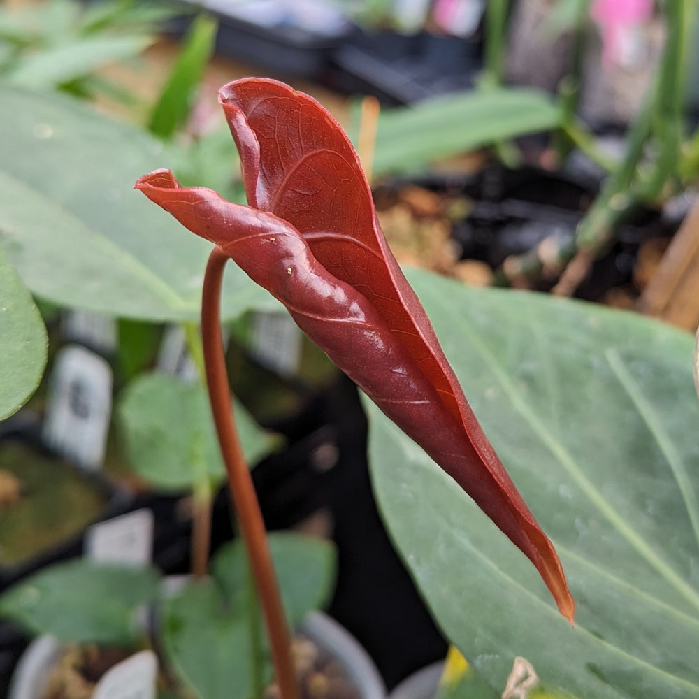 
                      
                        Anthurium Red Beauty, CAR-0256
                      
                    