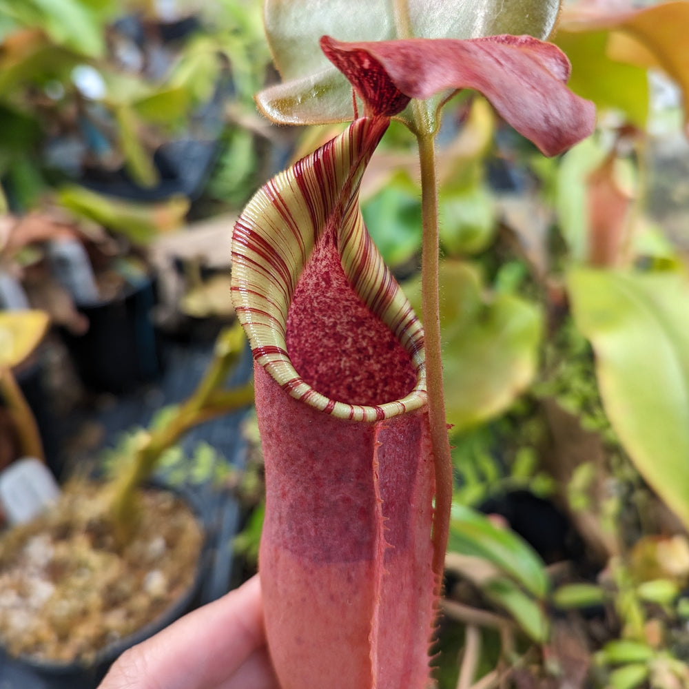 
                      
                        Nepenthes veitchii "Big Mama" x allardii-striped, CAR-0030
                      
                    