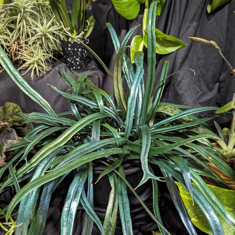 Blue Oil Fern Microsorum thailandicum with long slender blue-green fronds in a dark display.