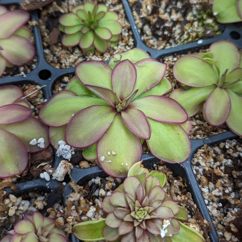 Pinguicula laueana CP2 x emarginata Butterwort rosette with lime green leaves outlined in purple in a tray of mix