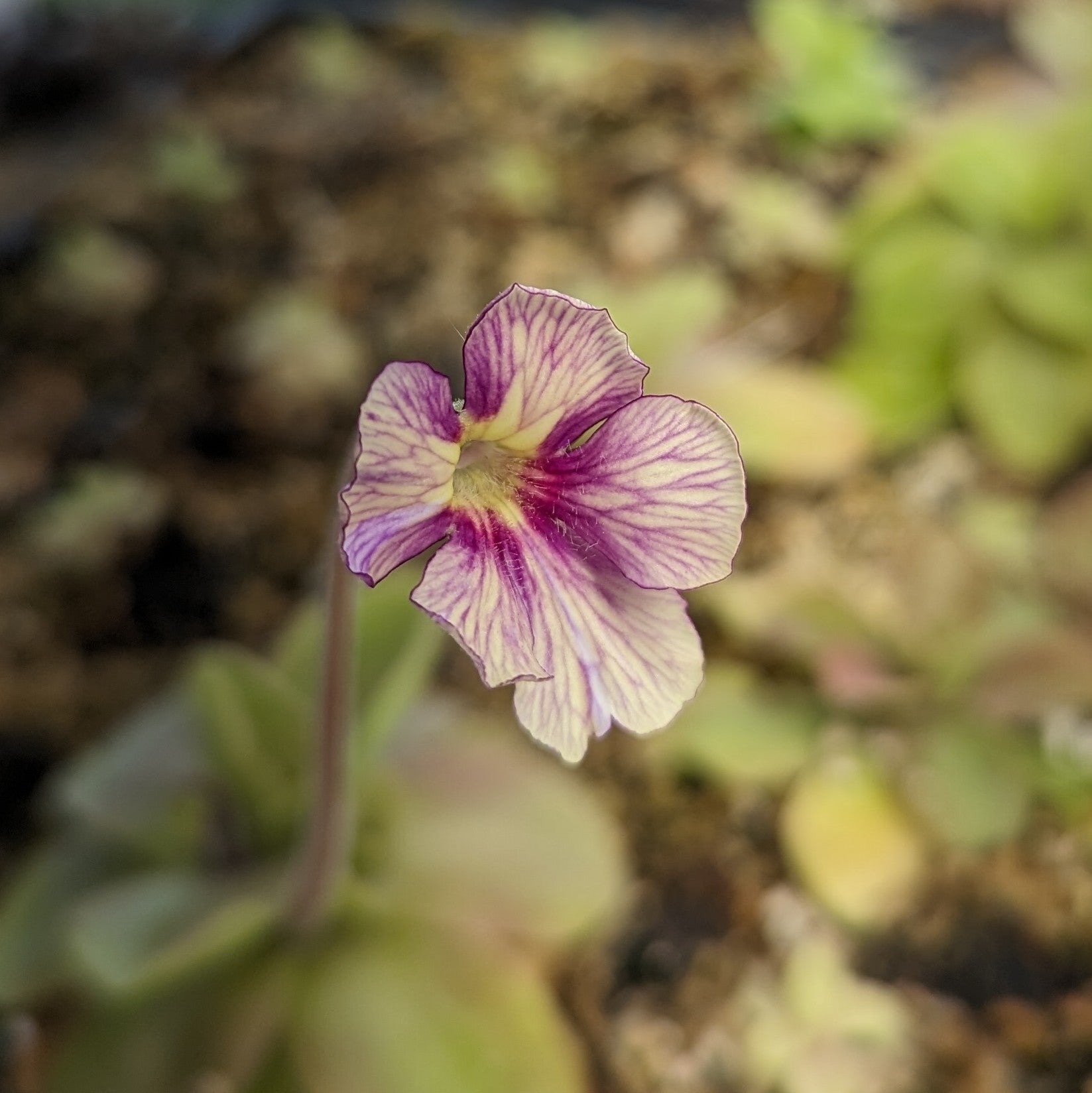 【食虫植物】(子株つき)Pinguicula 'Razzberry Blonde Pinguicula 'Razzberry Blonde' Butterwort – Carnivero