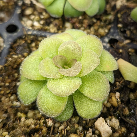 Lime green Pinguicula martinezii butterwort rosette with fuzzy leaf margins in rocky soil