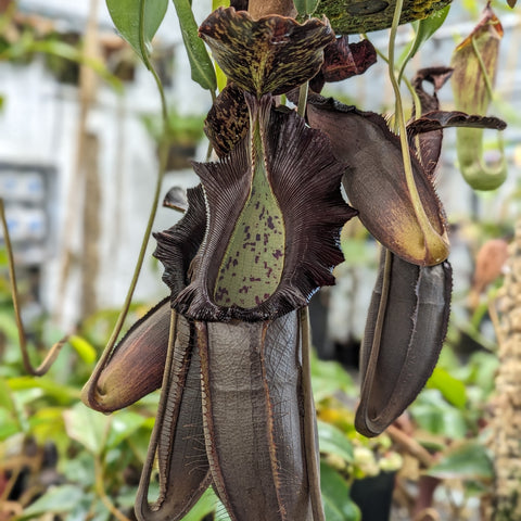 Seed grown Nepenthes naga with a large dark burgundy pitcher and ruffled lip in a nursery setting