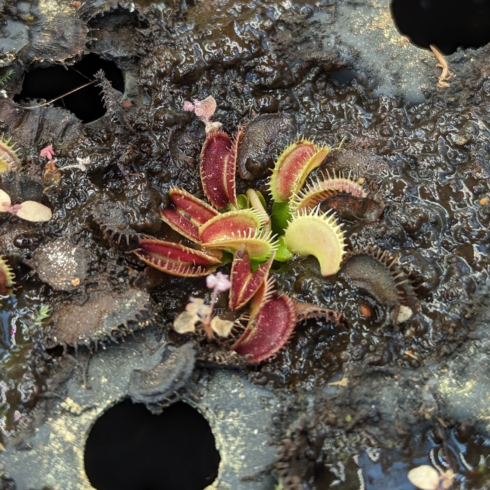 Venus Flytrap 