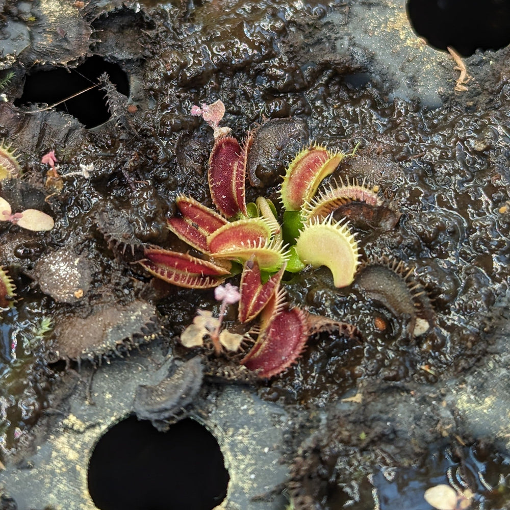 
                      
                        Venus Flytrap "Dente" (Dionaea muscipula) Wholesale
                      
                    