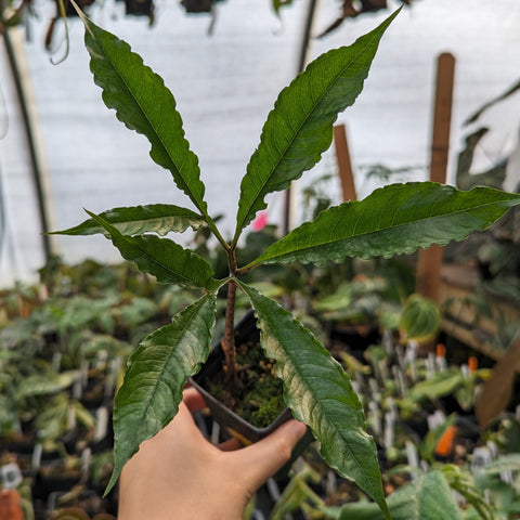 Young Amorphophallus costatus plant with five lanceolate serrated leaflets radiating from a central point in a pot.