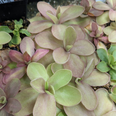 Pinguicula Razzberry Blonde Butterwort rosettes with pale green pink-tinged leaves