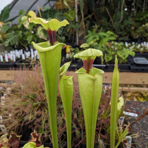 Tall green Sarracenia pitcher hybrid Leah Wilkerson x Adrian Slack with maroon throat in a greenhouse