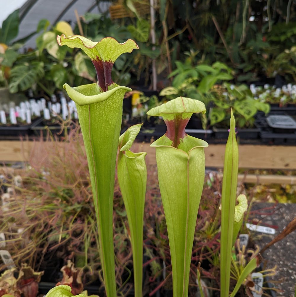 Sarracenia ( x 'Leah Wilkerson' ) x ( x 'Adrian Slack' )